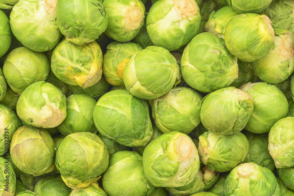 brussel cabbage brussel cabbage