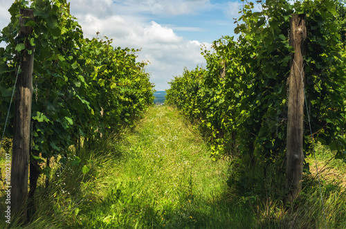 Fototapeta Naklejka Na Ścianę i Meble -  Green vineyards with growing grape trees at Balaton lake coast in Hungary in summer season