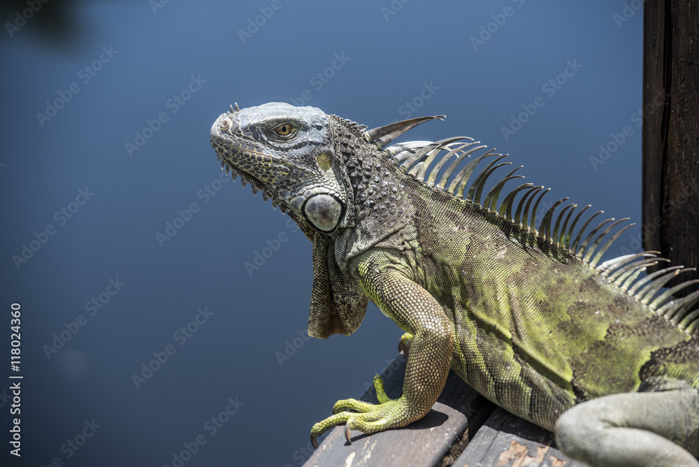 Iguana esperando en el canal