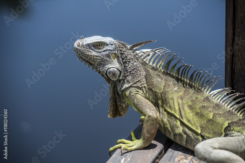 Iguana esperando en el canal