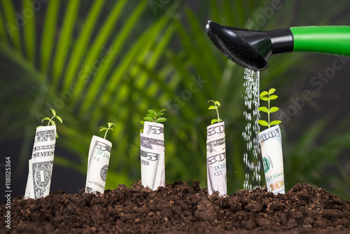Photography Water Pouring On Plant From Watering Can