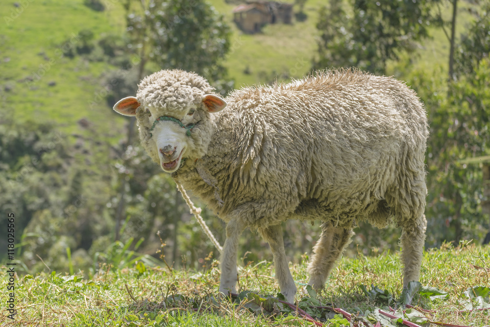 Obraz premium Sheep at Nature in Azuay, Ecuador
