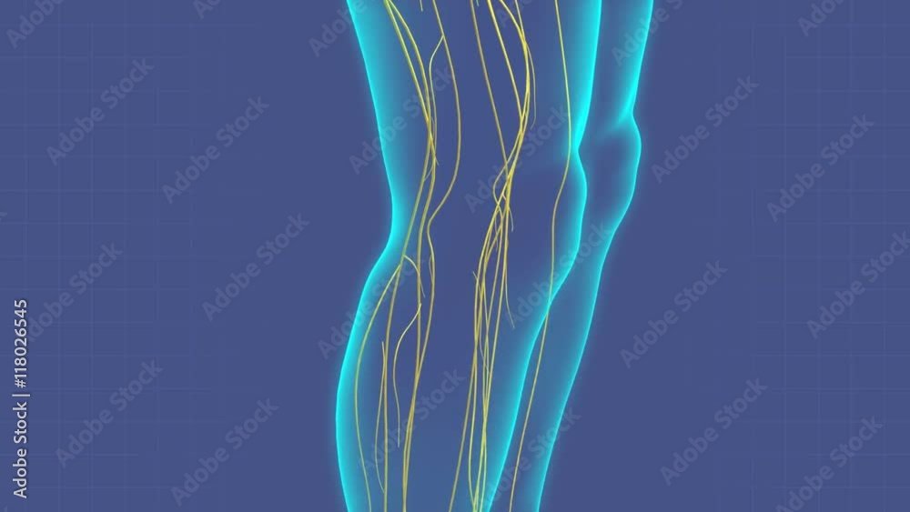 The human nervous system within a translucent human body. Camera pans from feet to head then zooms out on whole body.
