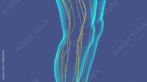 The human nervous system within a translucent human body. Camera pans from feet to head then zooms out on whole body.
