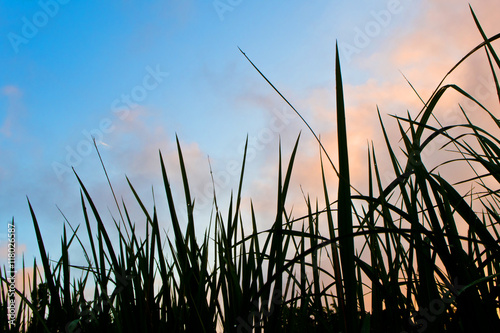 Silhouette Grass blade and  colorful sky