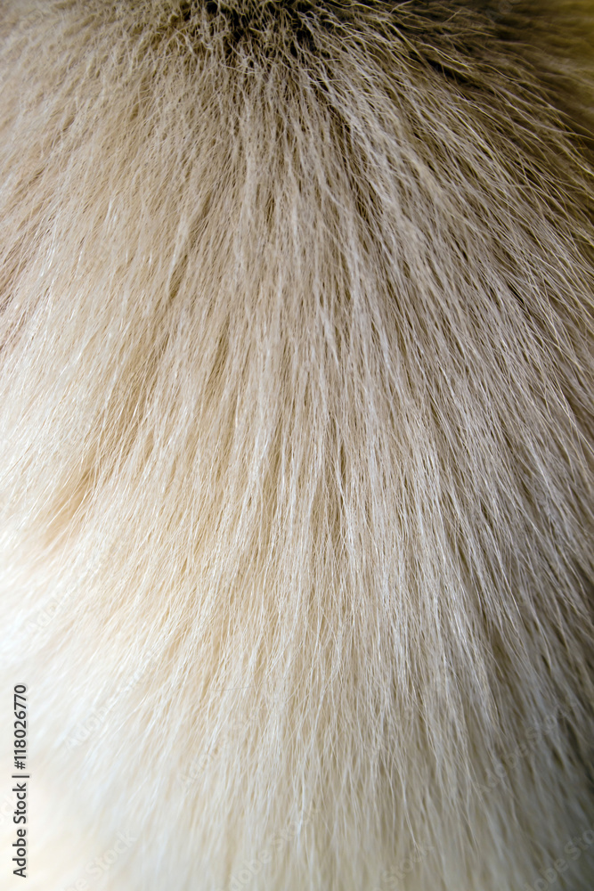 Texture of Dog wool Texture of Dog wool