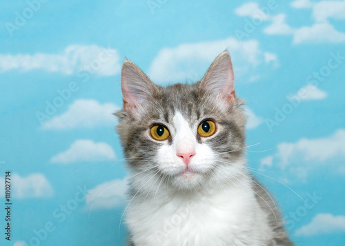 Gray and white long haired tabby kitten, approximately 4 months old sitting up looking at viewer with bright yellow eyes, blue background sky with white clouds. Copy space.