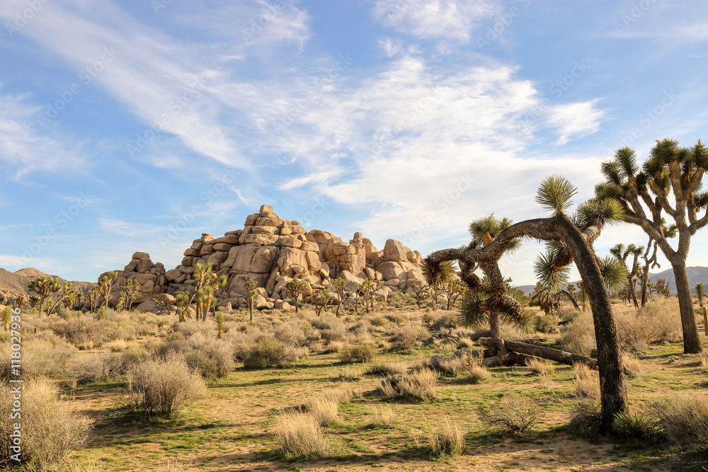 Joshua tree national park Stock Photo Adobe Stock