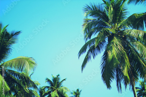 Kokosowi drzewka palmowe przy tropikalnym plażowym rocznika filtrem