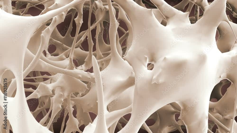 Matrix of bone fibers.