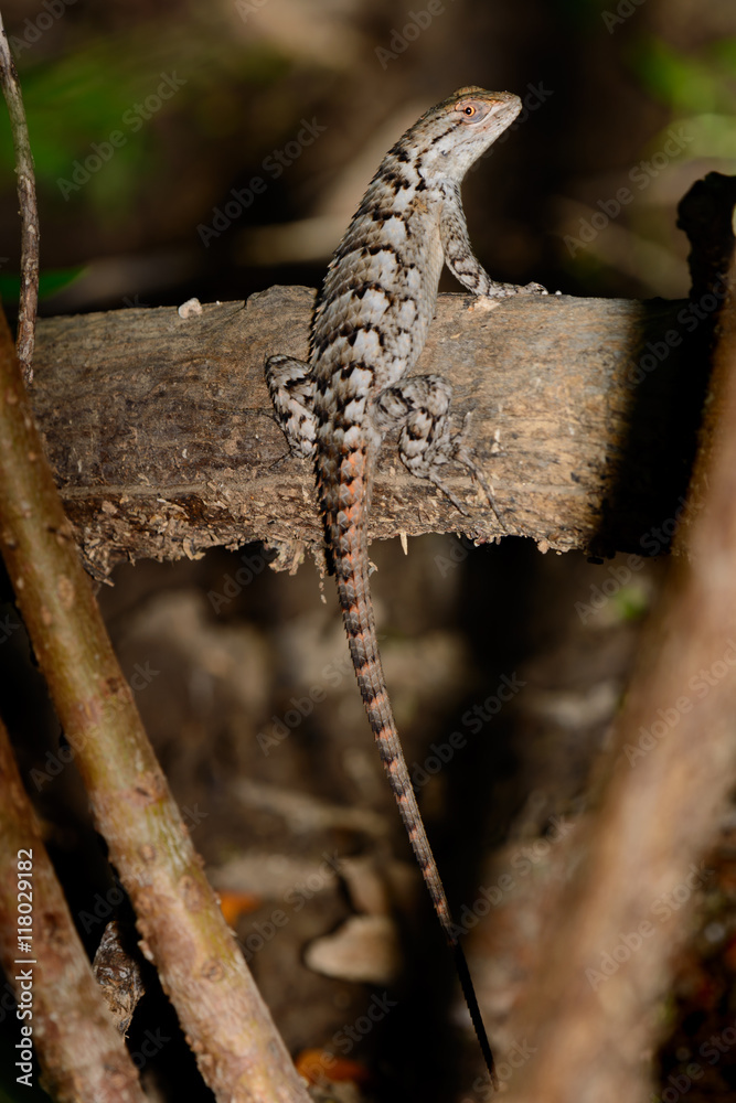 Fototapeta premium Texas Spiny Lizard - Sceloporus olivaceus