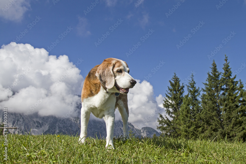 Beagle beim Bergwandern