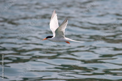 Bird in flight - Roseate Tern