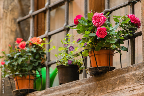 flowers on the balcony