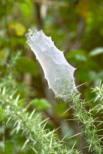 Spider web in Ancient tree, Waitakere Ranges Regional Park, New photo
