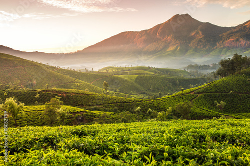 Cuadro en lienzo Sunrise over tea plantations in Munnar, Kerala, India