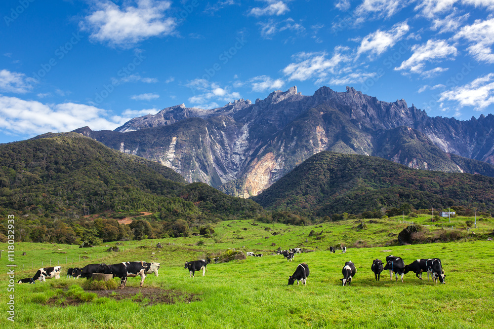 Fototapeta premium Rural landscape with grazing cows and Kinabalu mountain at background in Kundasang, Sabah, Borneo, Malaysia