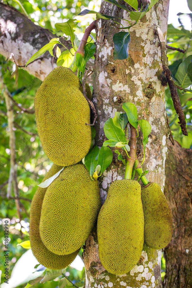 The jack fruit on the tree The jack fruit on the tree