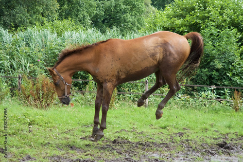 happy horse taking a mud bath