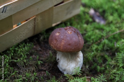 Mushroom picking basket photo