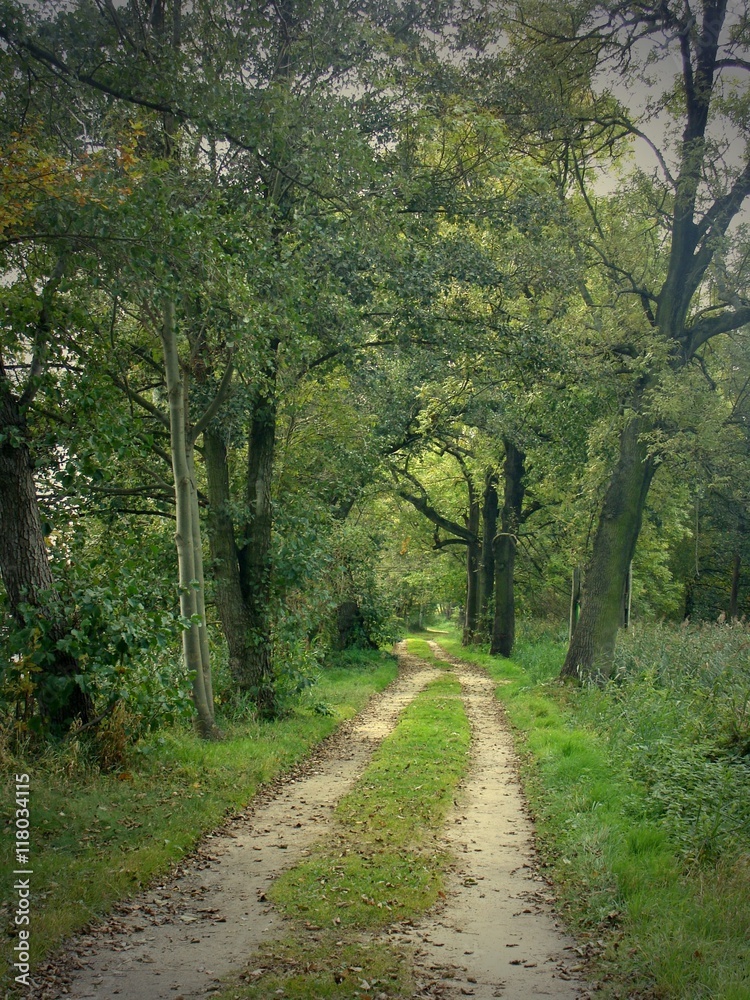 Obraz premium Wohin des Weges