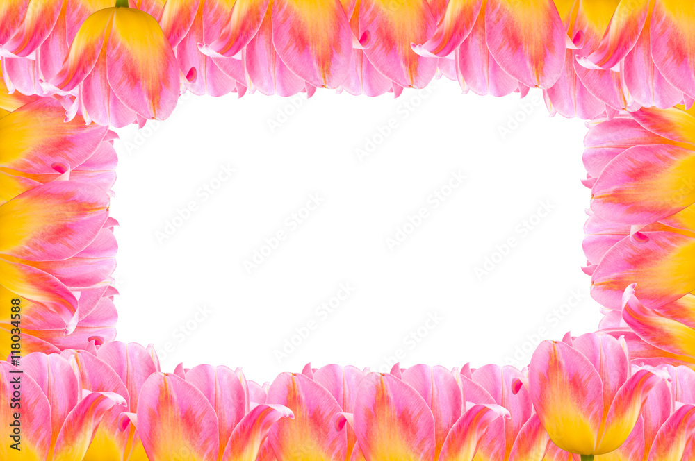 Tulips, frame Fresh spring tulips flowers with space for text isolated on white Tulips, frame Fresh spring tulips flowers with space for text isolated on white