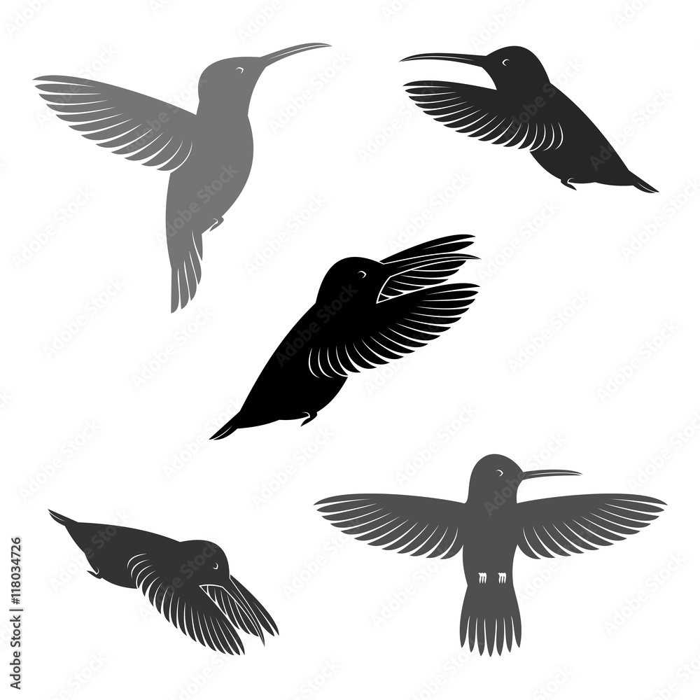 Obraz premium Hummingbird