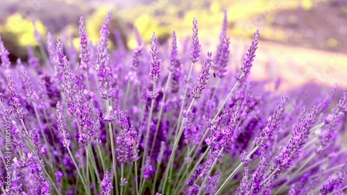 Lavender bushes closeup. Provence region of france.