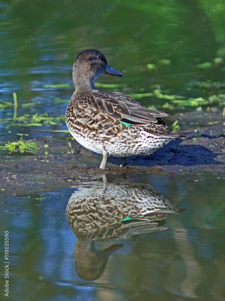 Anas crecca. Female of a teal close up Anas crecca. Female of a teal close up