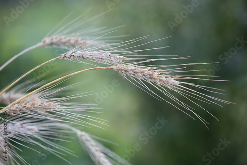 bunch of golden ears of wheat on nature background