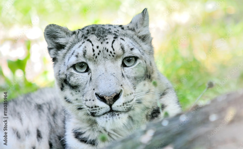 Closeup portrait of lying snow leopard (Uncia Uncia). He lives in mountain in central Asia. Closeup portrait of lying snow leopard (Uncia Uncia). He lives in mountain in central Asia.