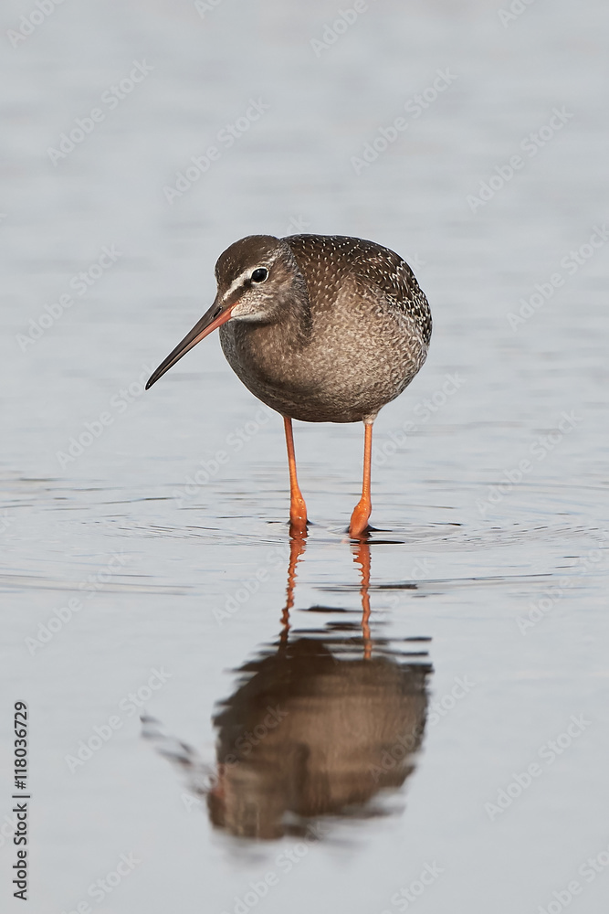 Spotted redshank (Tringa erythropus) Spotted redshank (Tringa erythropus)