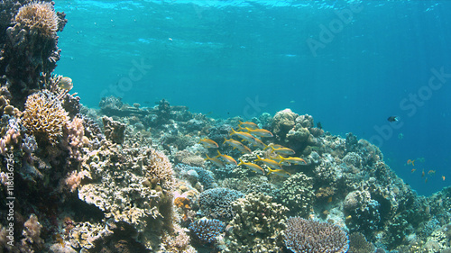 Colorful coral reef with Yellowfin Goatfishes.