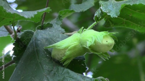 special variety of hazelnuts on a tree
