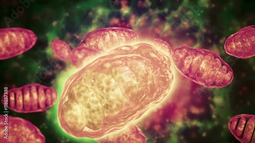 Several mitochondria moving inside their environment. photo