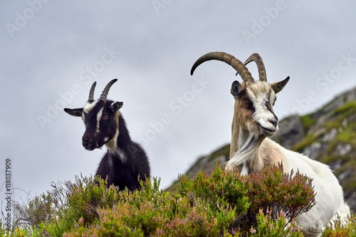 Goat portrait, Norway, goat posing for pictures