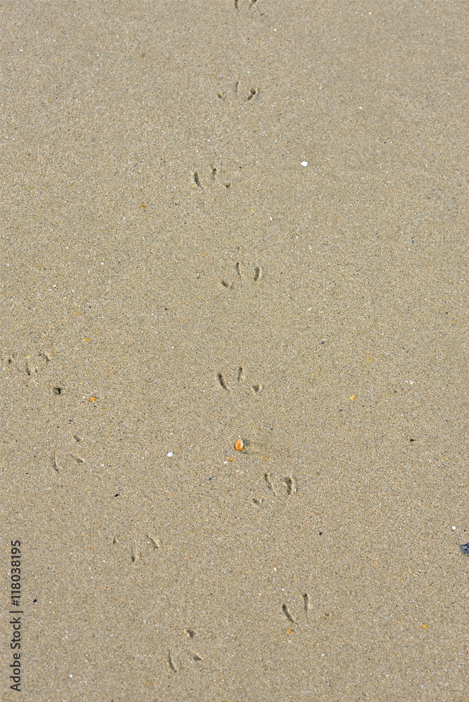 Empreintes de pattes de mouette sur le sable Empreintes de pattes de mouette sur le sable