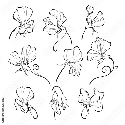 Slika na platnu Sweet peas