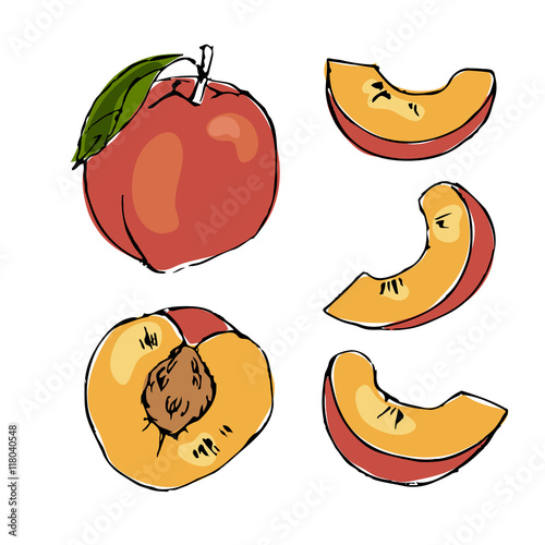 color sketch of peaches whole half part