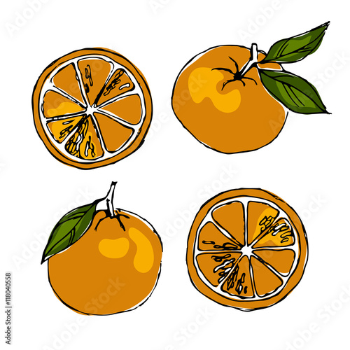 color sketch of oranges