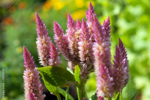 Plumed cockscomb blossom or Celosia argentea