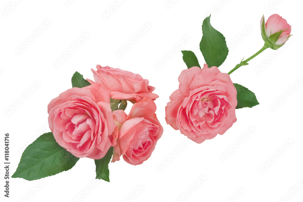 Collage of pink rose flower heads isolated on white background