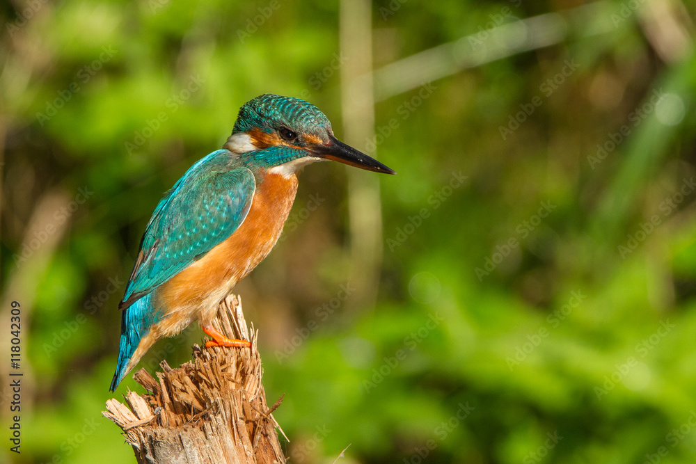 Eisvogel auf Ansitzast Eisvogel auf Ansitzast