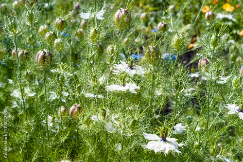 Nigella seed capsule, sativa. Love-in-the-mist