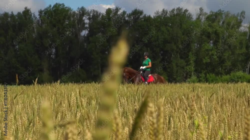Young woman rider riding a horse on the field view throught the ears of wheat HD Young woman rider riding a horse on the field view throught the ears of wheat HD