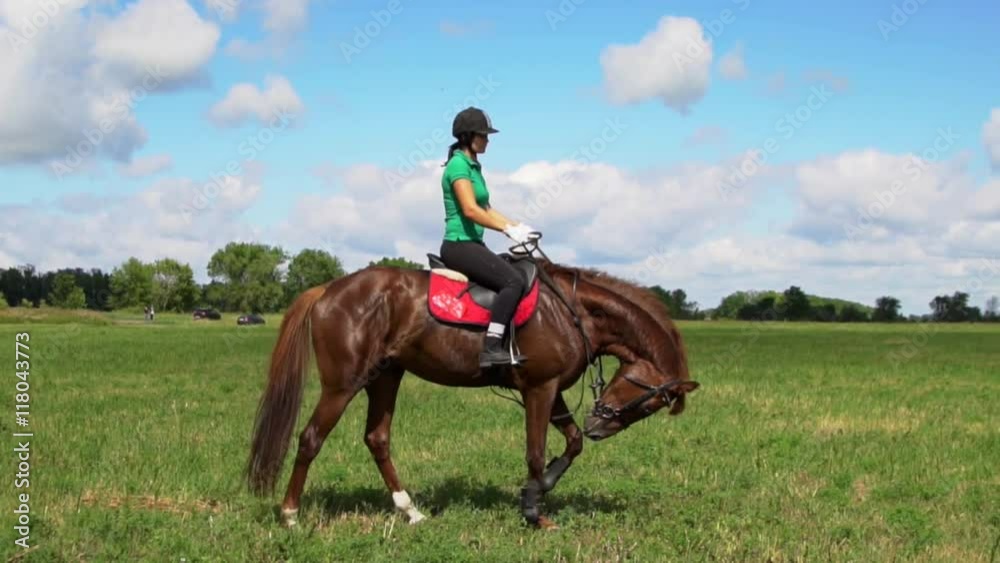 Young woman rider riding a horse on the field HD Young woman rider riding a horse on the field HD