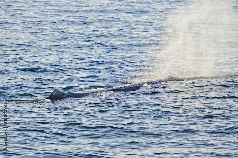 Breathing Sperm Whale, New Zealand Breathing Sperm Whale, New Zealand