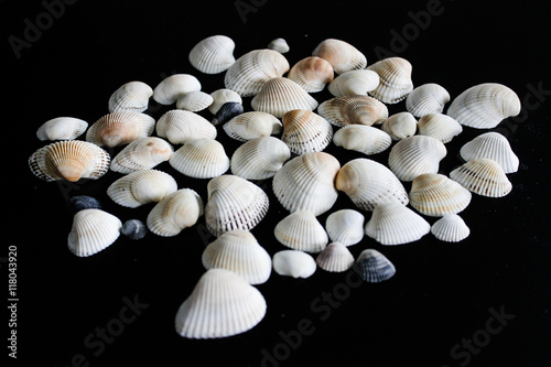 Shells © ioanaflorescu