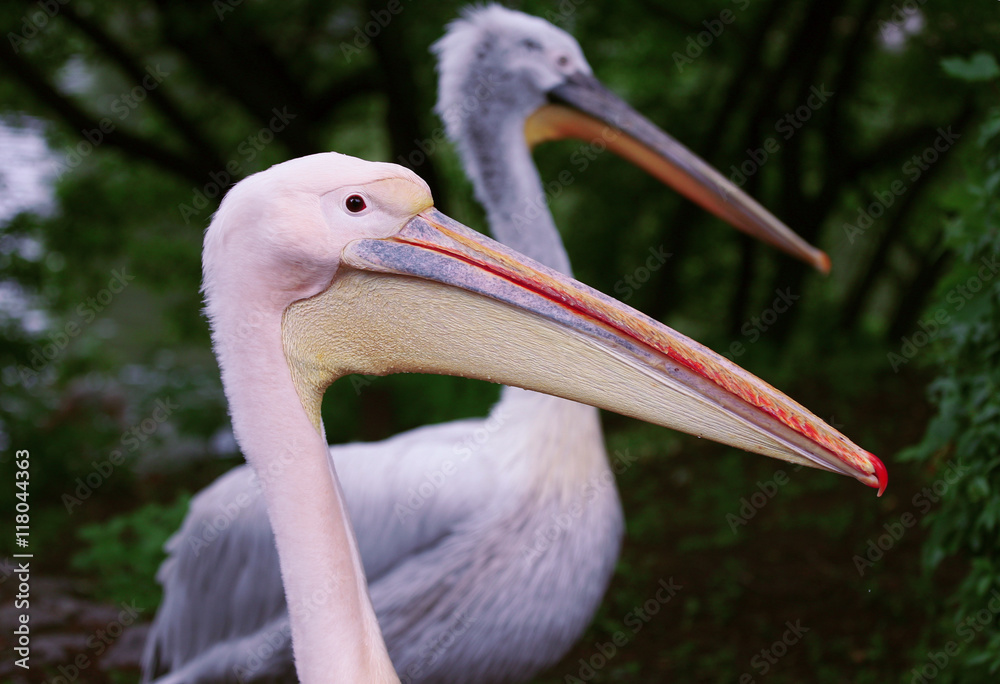 beautiful pelican head