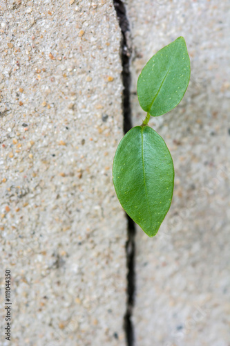 plant growing through cracked wall Concept of business break through